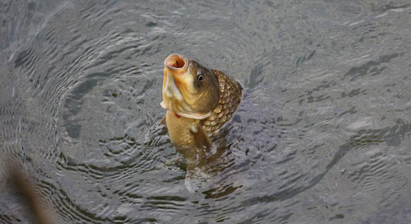 1660292444412663.jpg PSA制氧機在水產(chǎn)養(yǎng)殖中的應用.jpg