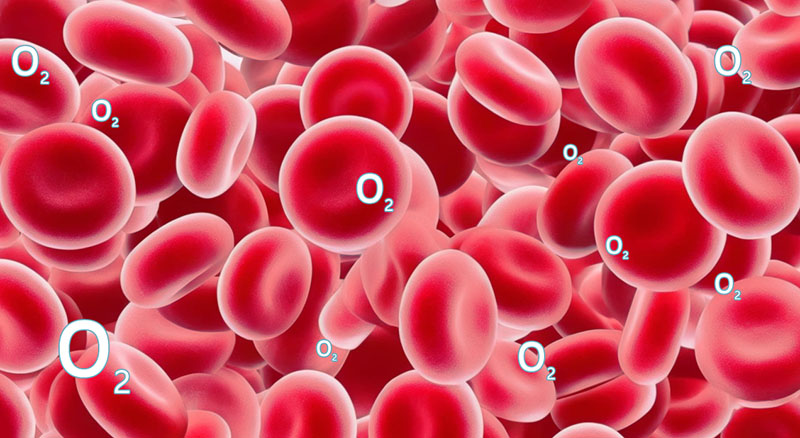 1726652282486152.jpg 16x9_紅細(xì)胞中的氧氣攜帶量.jpg